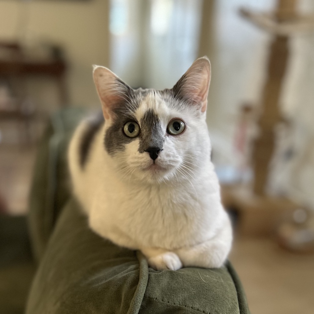 Mojo, photo 2