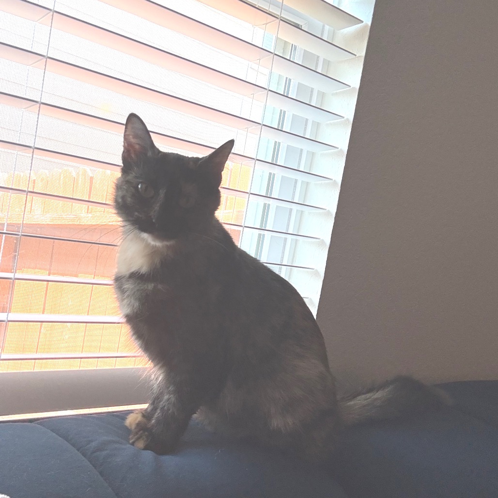 Artemis, photo 13