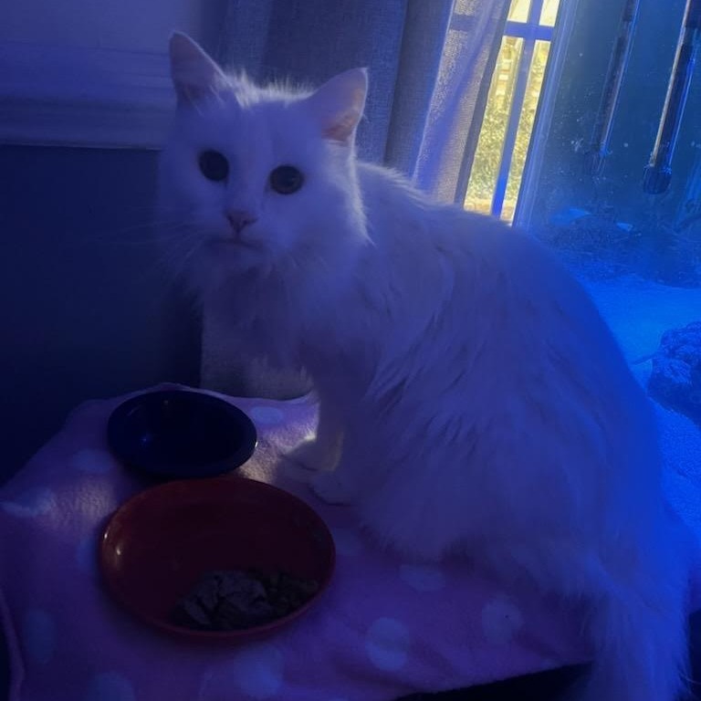 Snow White — thumbnail 4