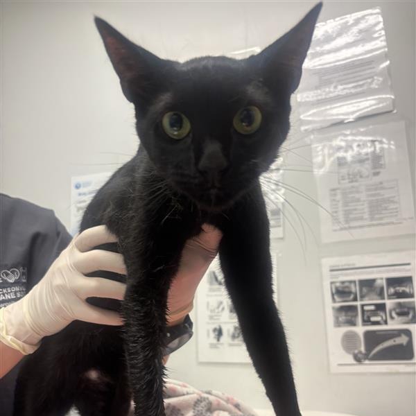 BAGHEERA - Domestic Shorthair available for adoption