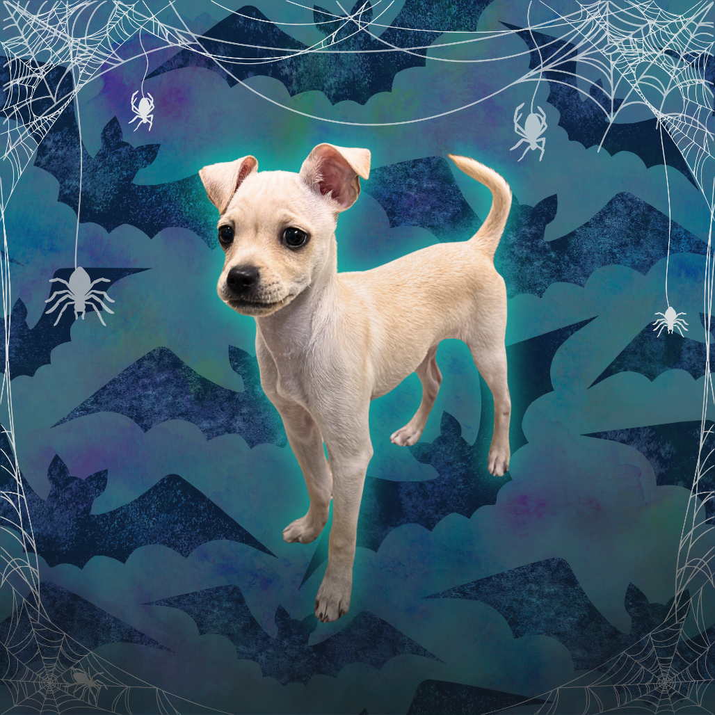 BAKED POTATO - Chihuahua available for adoption
