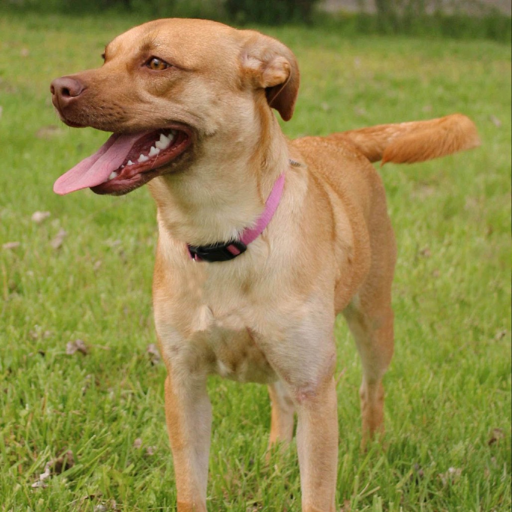 Stella, photo 7