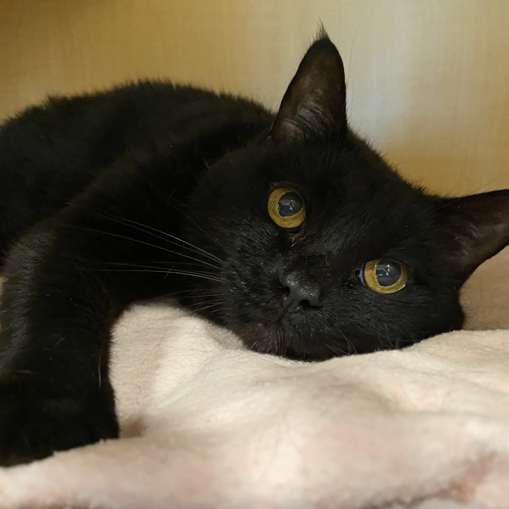 CHLOE - Domestic Shorthair available for adoption