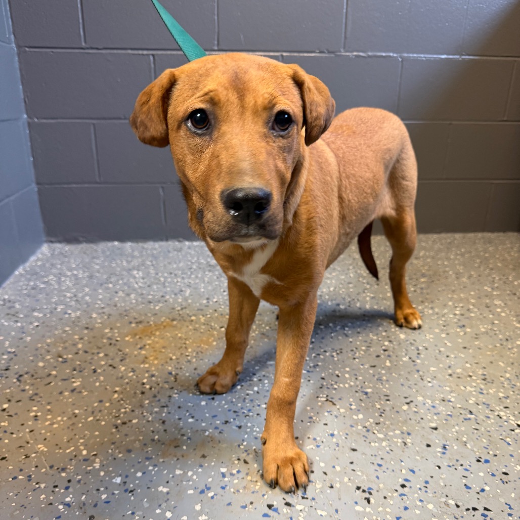 Tusc Stray 84013 2 3