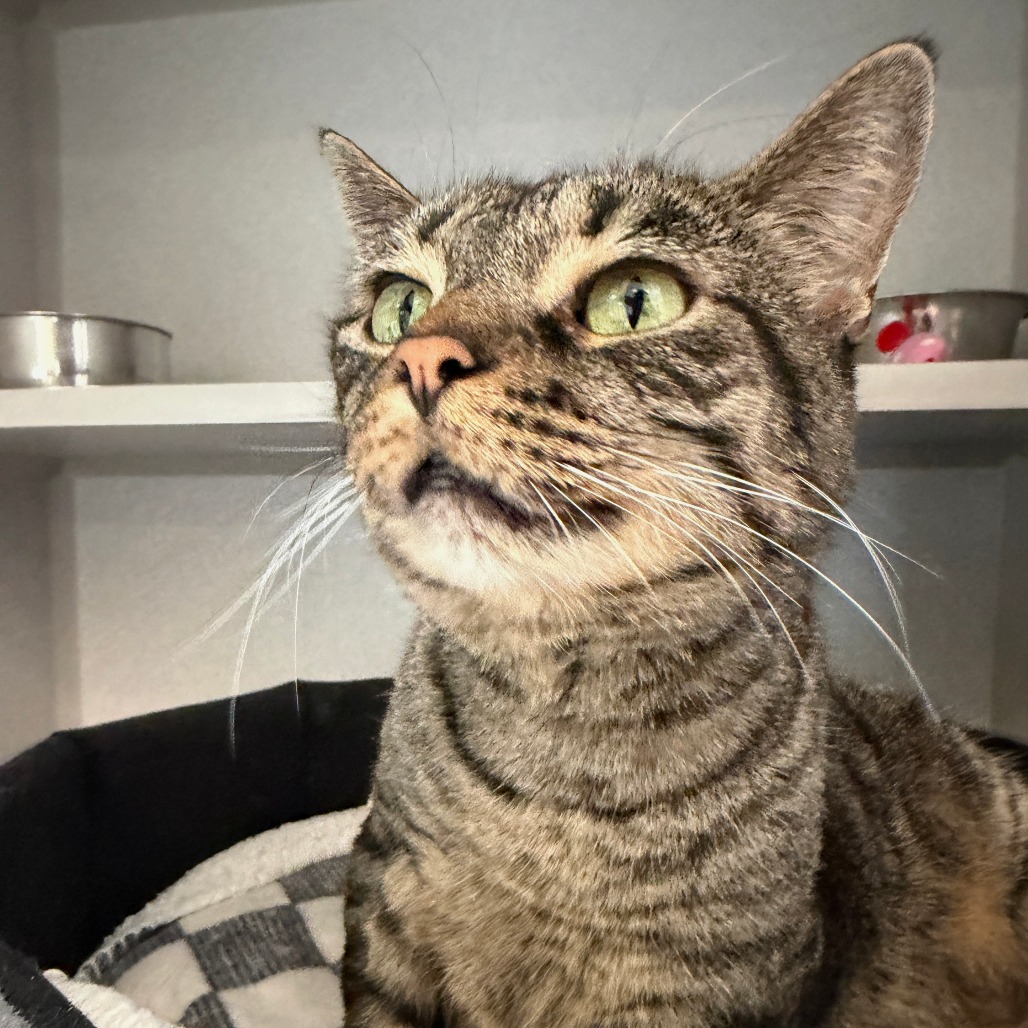 IZZY - Domestic Shorthair available for adoption