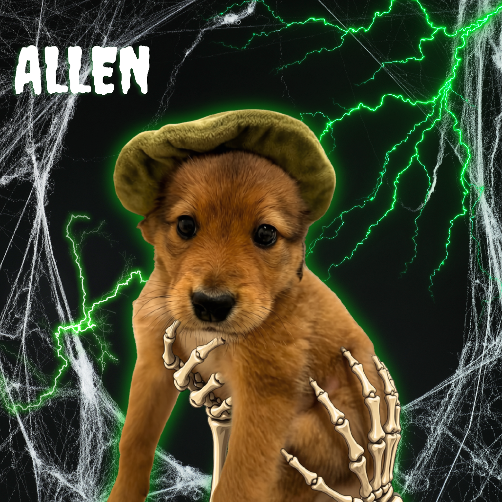ALLEN - Mixed Breed (Medium) available for adoption