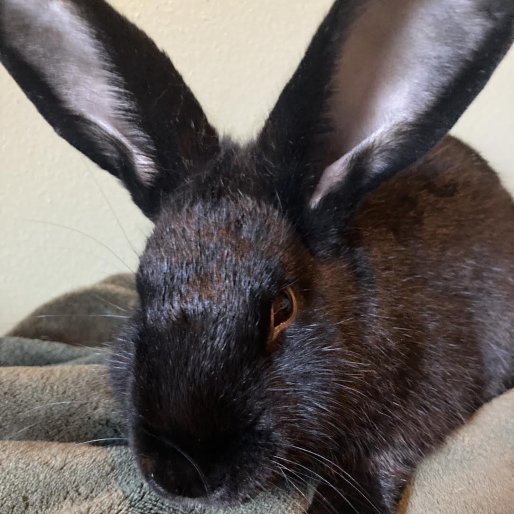 FRANKEN BEANS - Other available for adoption