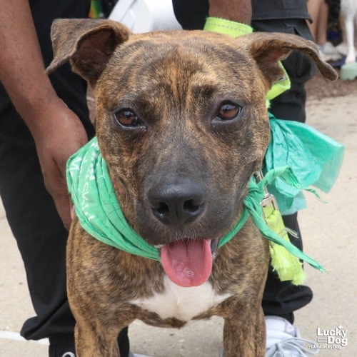 THATCHER - Hound, Plott / Mix available for adoption