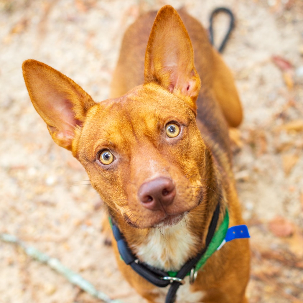 TIMMY TURNER - Kelpie, Australian / Terrier available for adoption