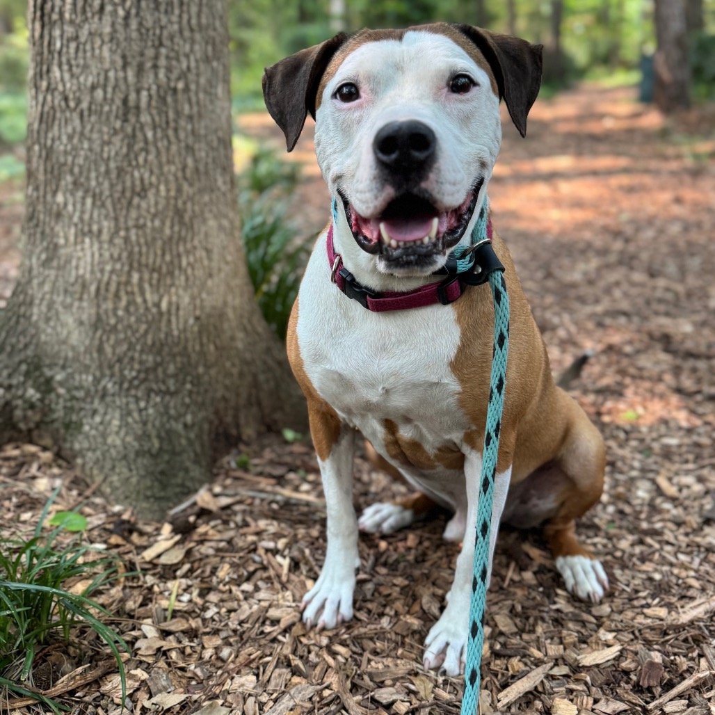 Peter "the pit" Parker (I Have a Secret Crush!), adoptable senior dog