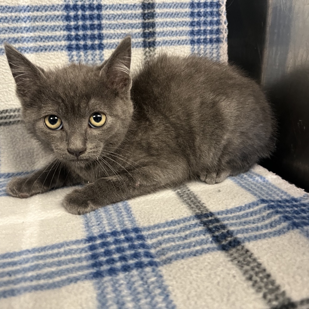 Merlot - Domestic Shorthair