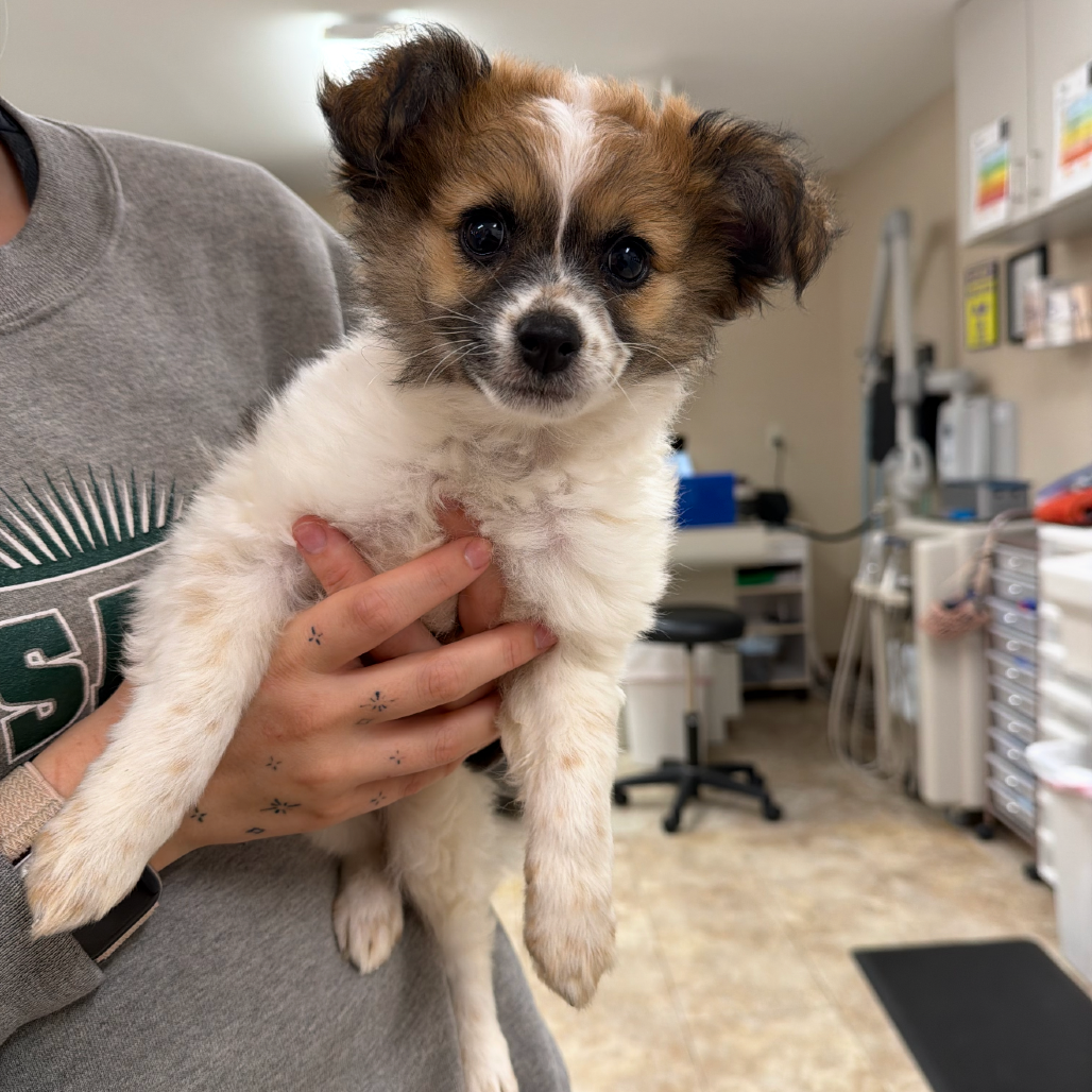 Chamoy, adopted