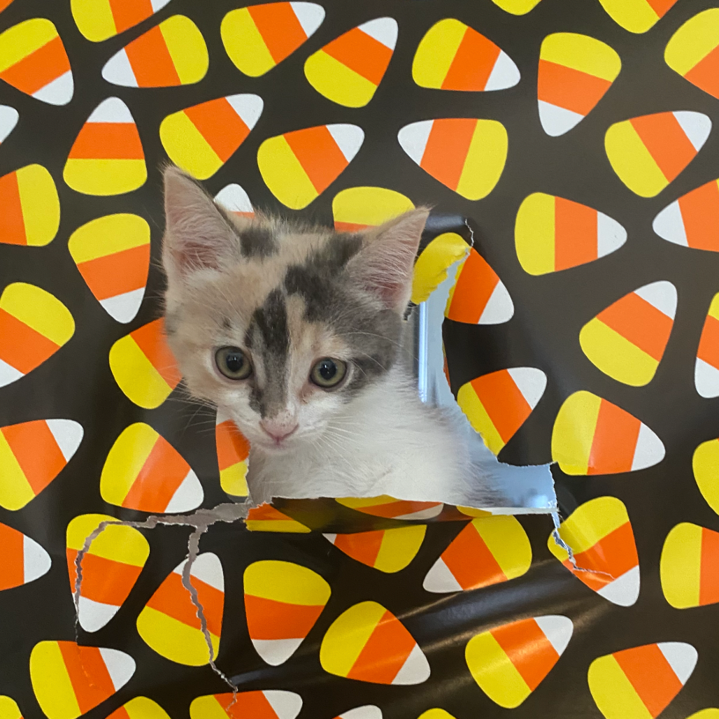 Backpack, photo 3