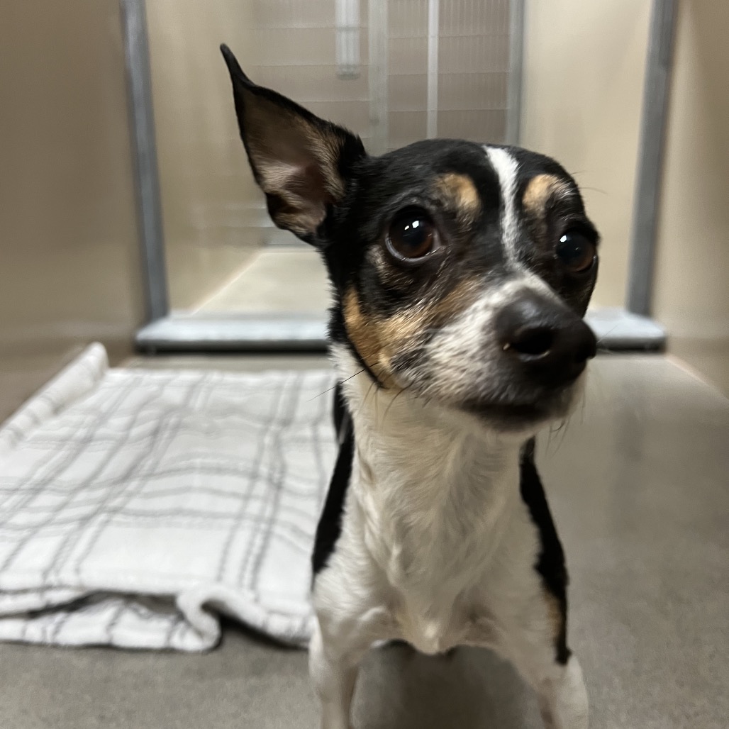 Kennel#29 Bandit's preview photo