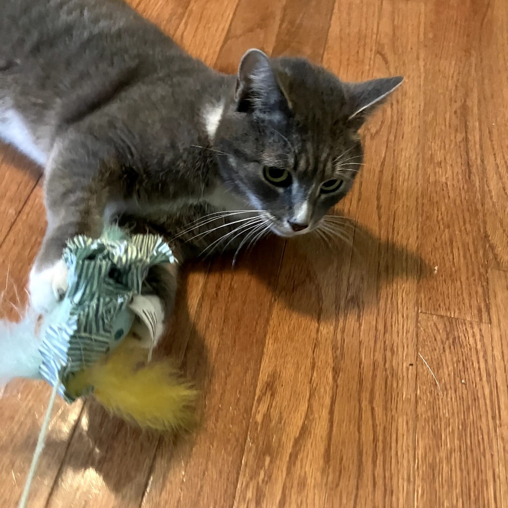 Skipper — thumbnail 5