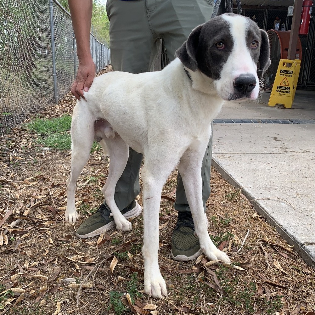 LINCOLN - Great Dane / Mixed Breed (Large) available for adoption