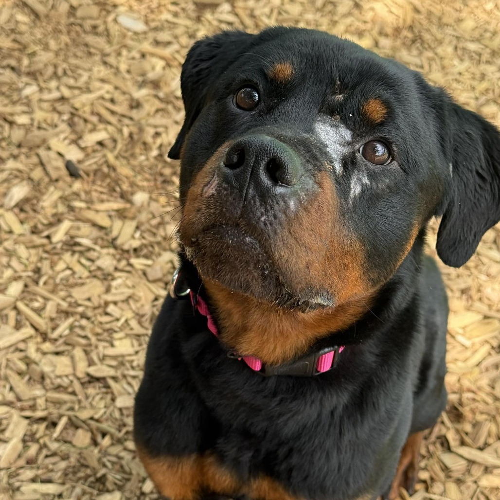 Rottweiler