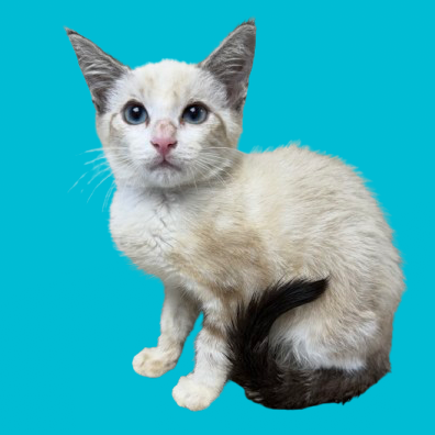 Tusc Stray 81429