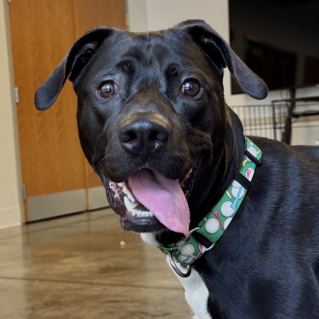 Photo of Shadow