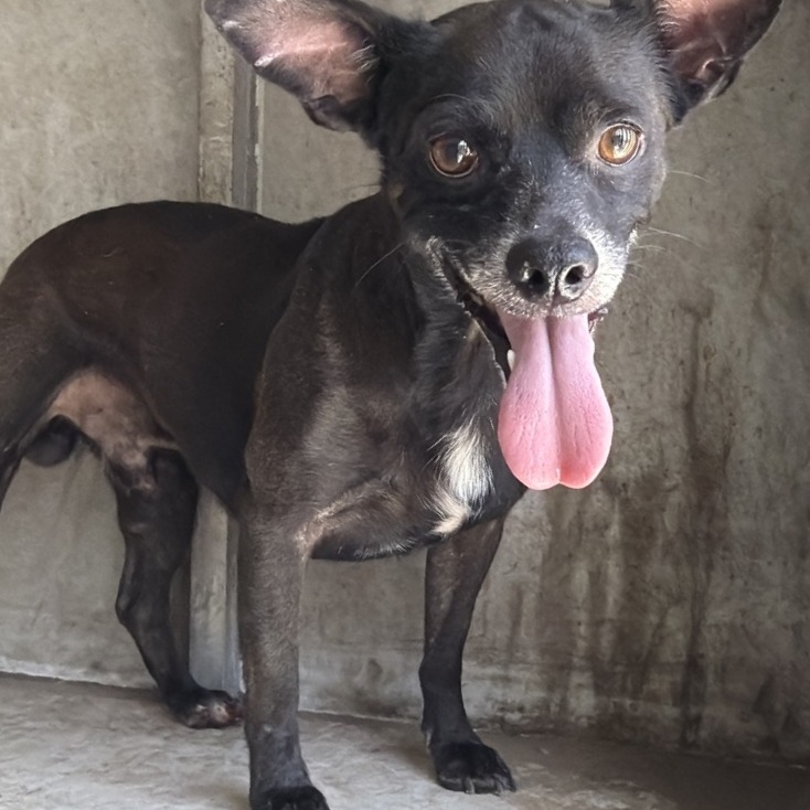 Big Guy, available for adoption at PVAS