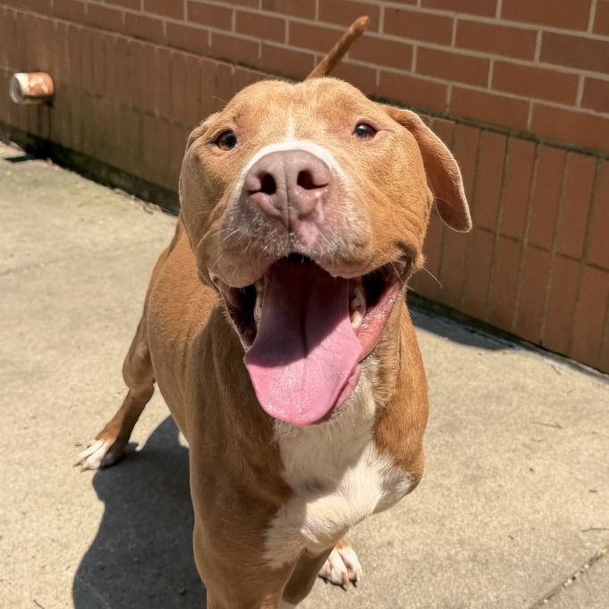 NICO - Terrier / American Pit Bull for adoption in Dayton