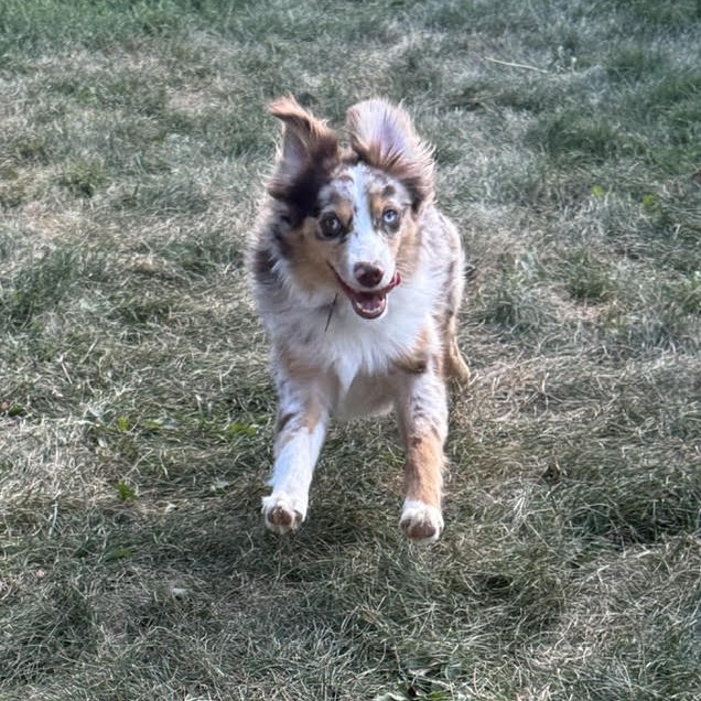 Hogan