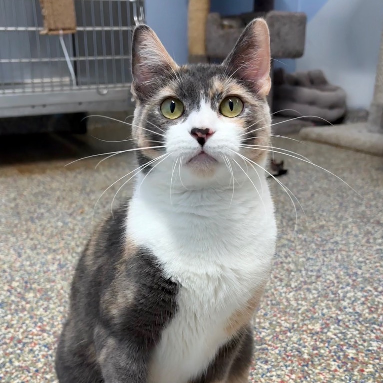 Full body shot of Rosaline