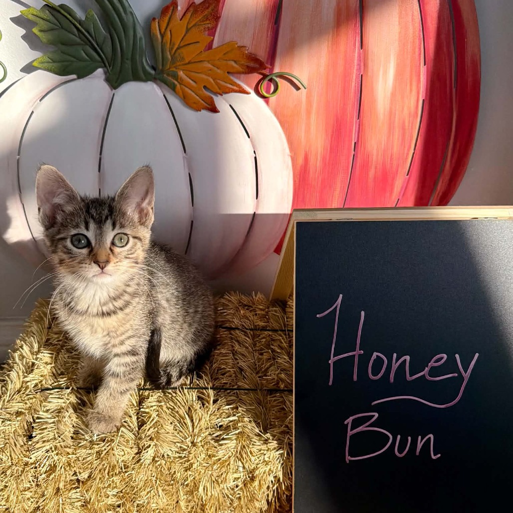 Honey Bun, an adoptable cat