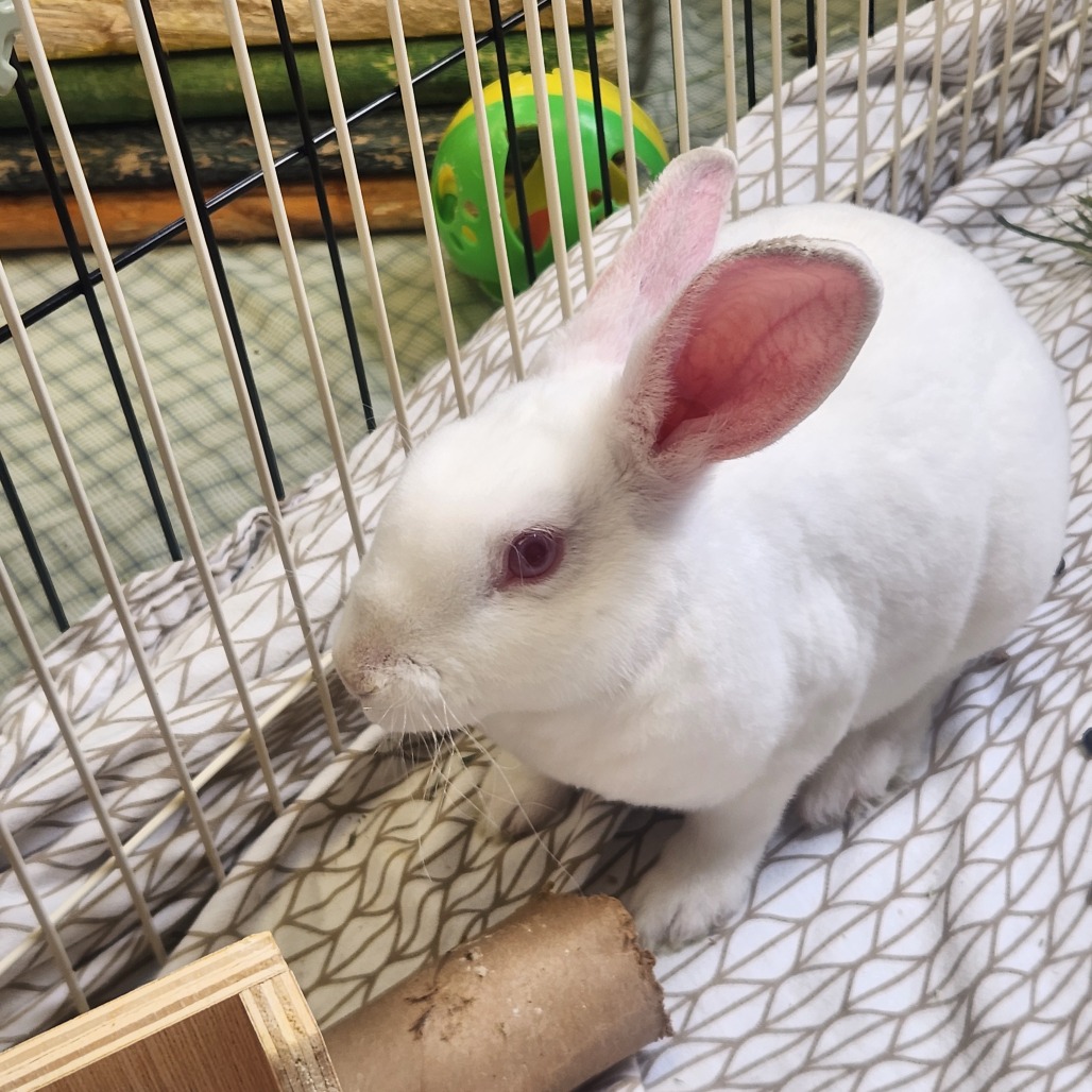 Twix