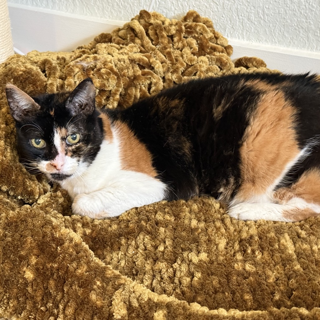 Adoptable Cats — Footbridge Foundation - San Antonio Animal Rescue and Pet  Adoption Service.