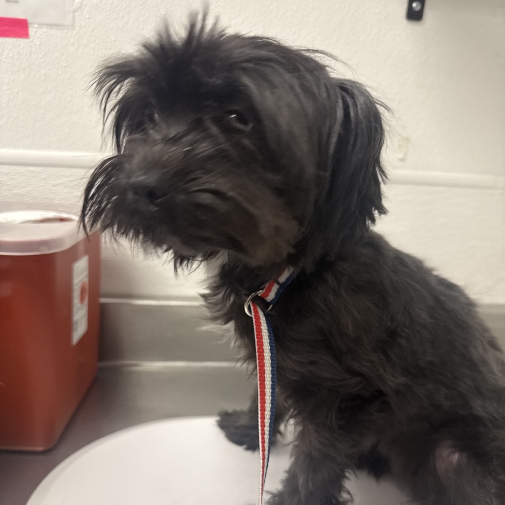 HACC-STRAY-36679