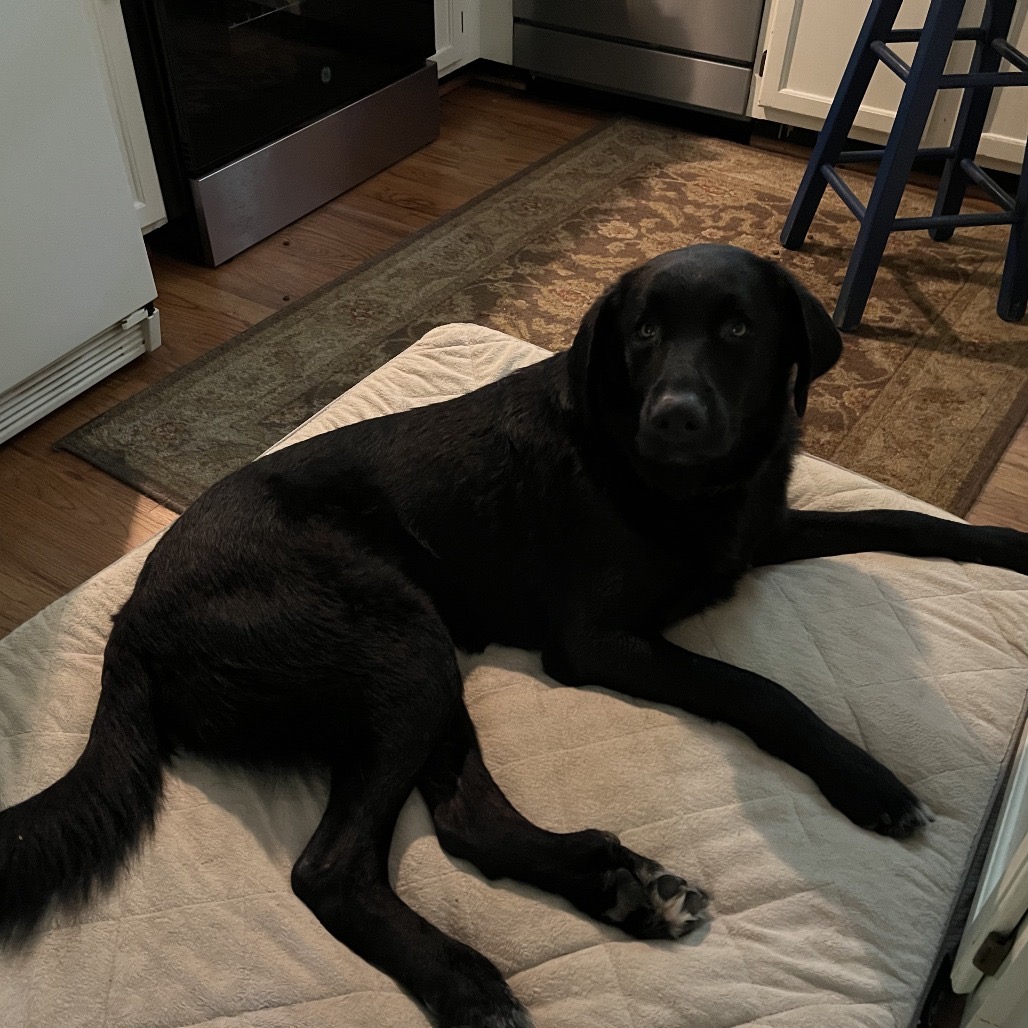 ALPHARETTA - Andy, photo 7