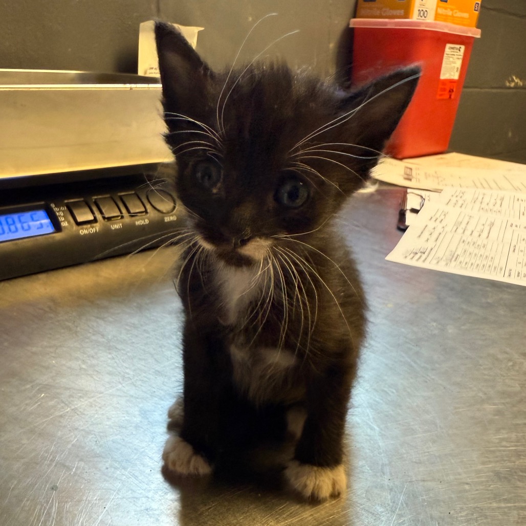 Tusc Stray 85889
