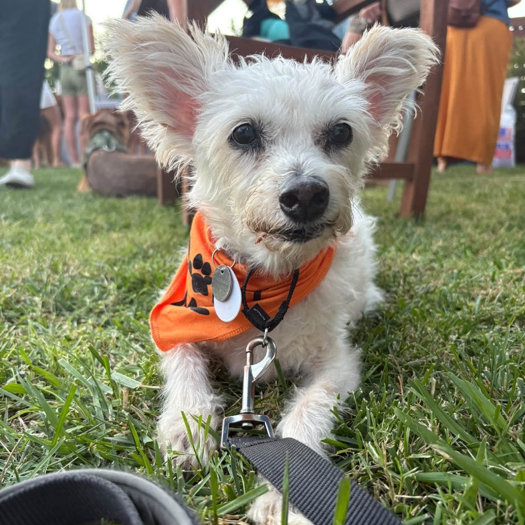 Spot, photo 7