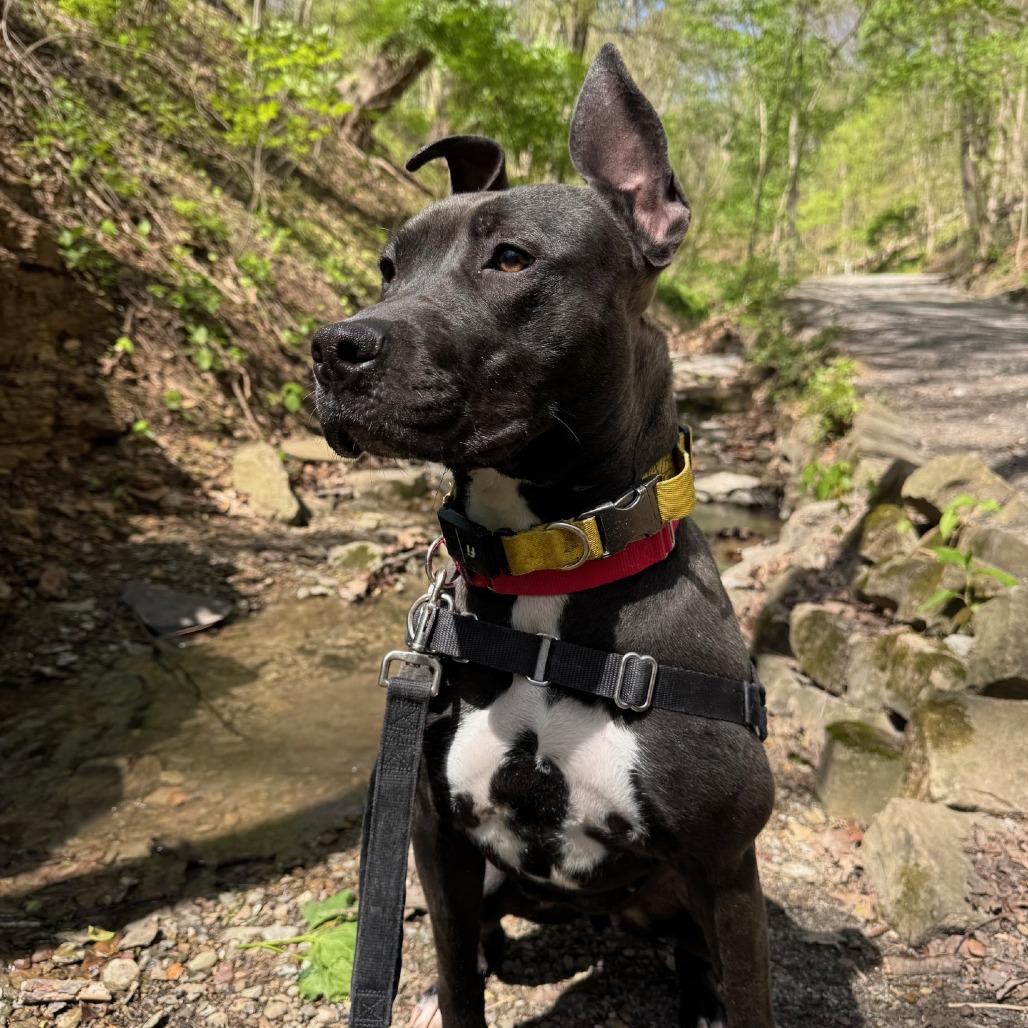 Photo of Witch Hazel 22