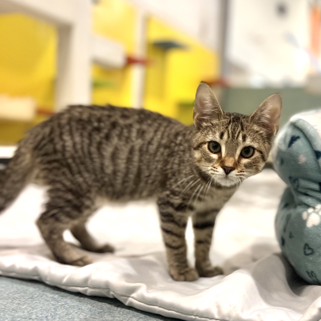 Sassy, available for adoption at PVAS