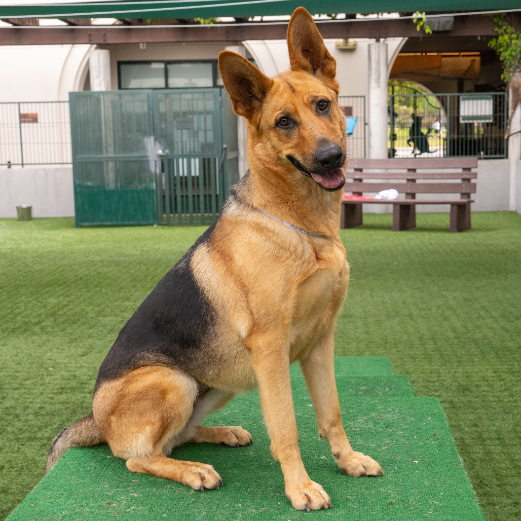 German Shepherd