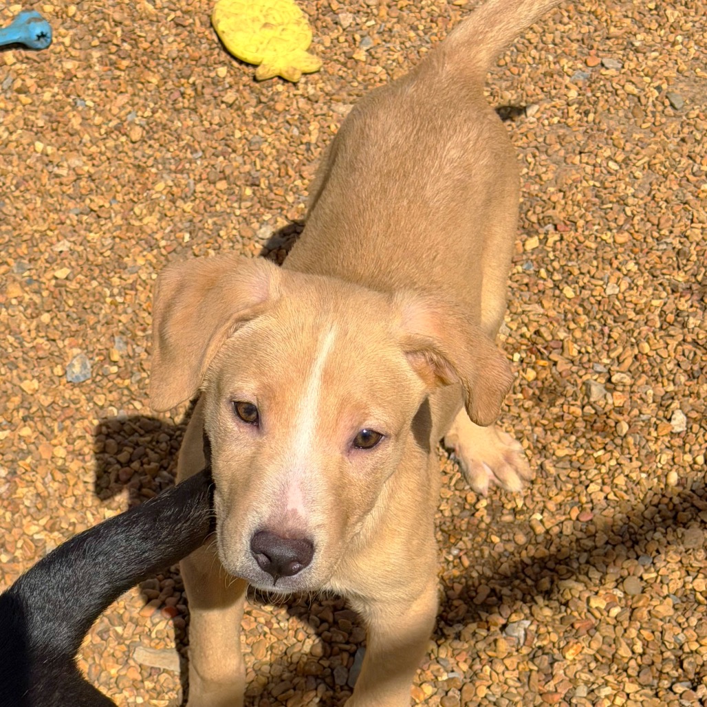 Fennec — thumbnail 5