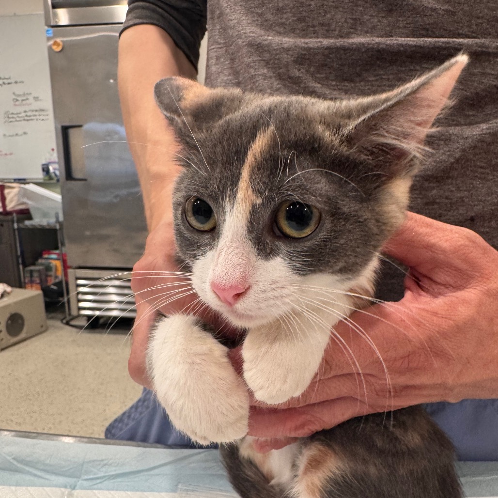 WET LEG - Domestic Shorthair available for adoption