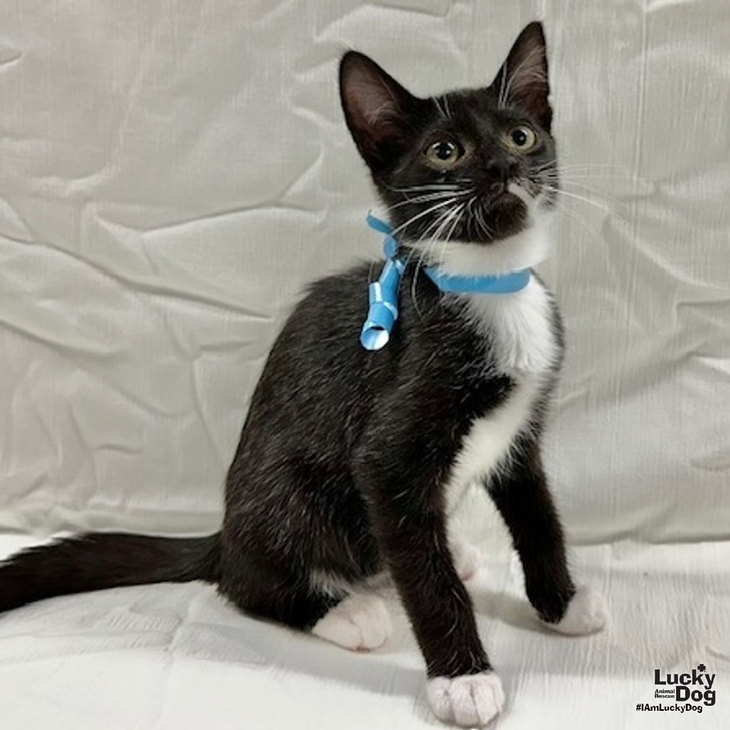 LOKI - Domestic Shorthair available for adoption