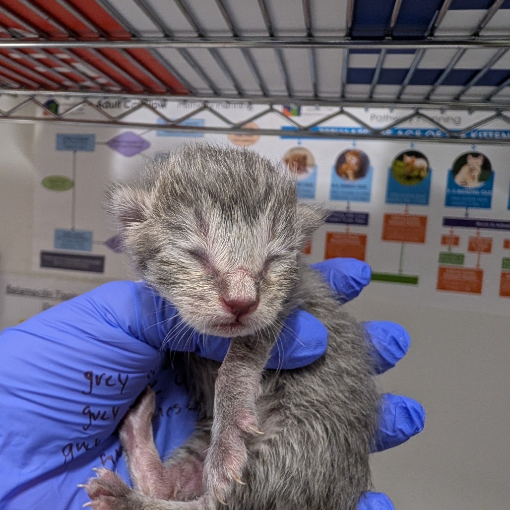 DAPHNE (PINK) - Domestic Shorthair / Mix available for adoption