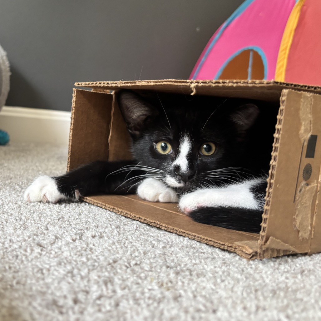 FELIX (BONDED TO MOESBY) - Domestic Shorthair available for adoption