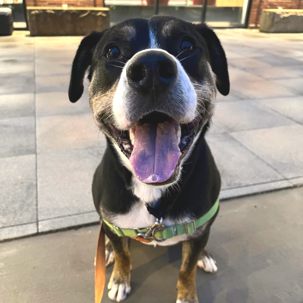 Photo of Swiss Miss 15