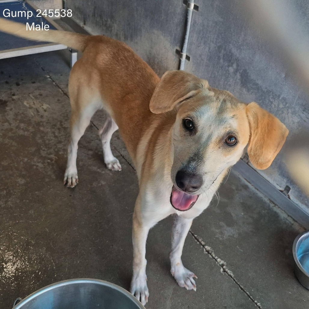 GUMP - Retriever, Labrador / Mixed Breed (Medium) available for adoption