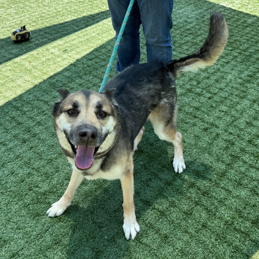German Shepherd