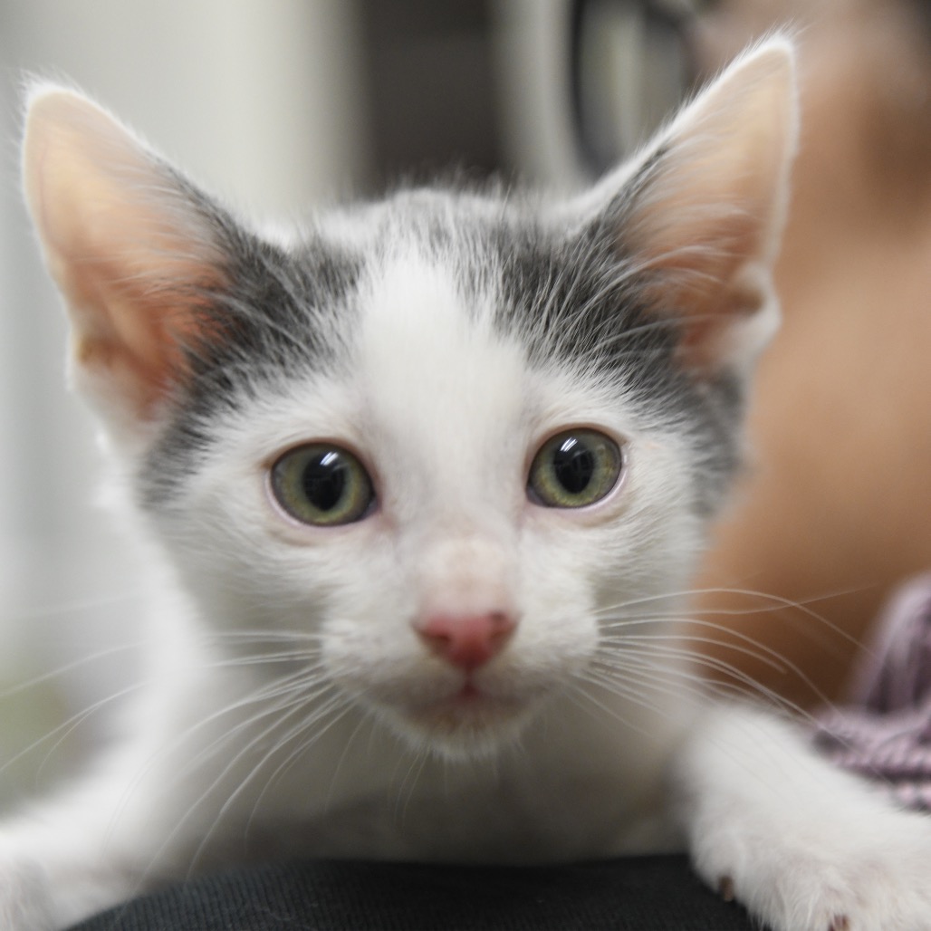 Genghis - Domestic Shorthair