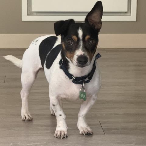 CARLOS - Terrier, Jack Russell / Mixed Breed (Small) available for adoption