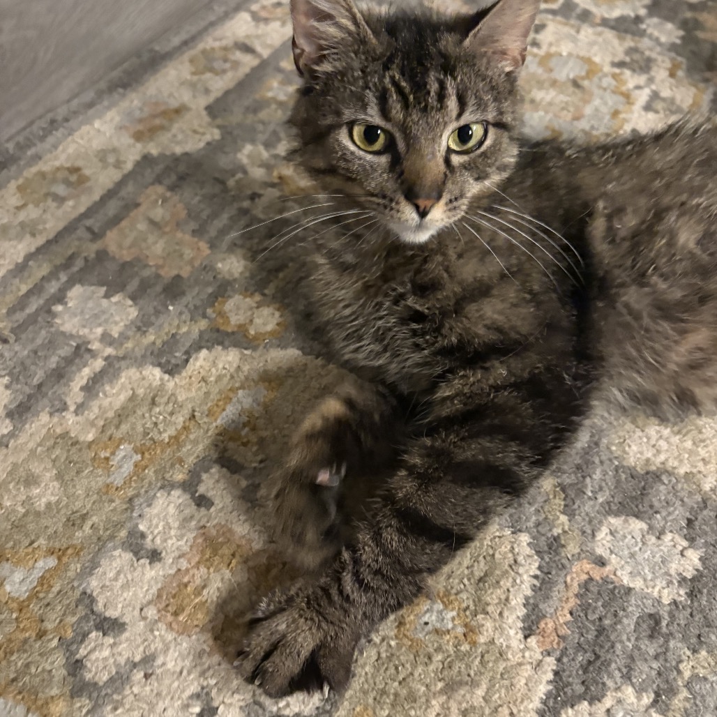 FELICITY - Domestic Shorthair for adoption in Silver Spring