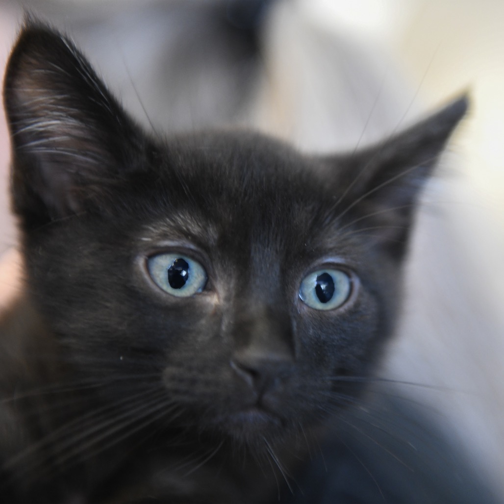 Grimm - Domestic Shorthair
