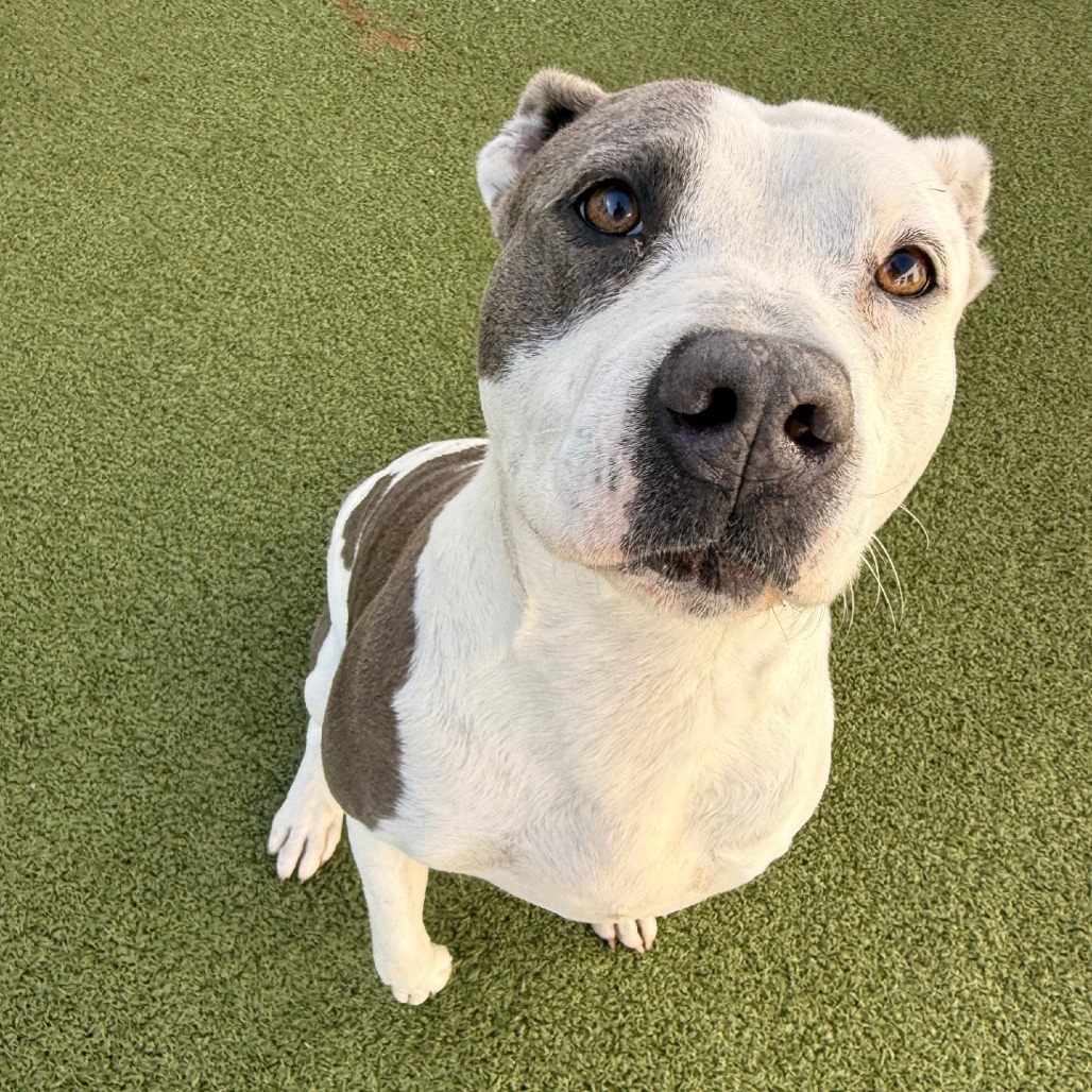 Bailey 3 — thumbnail 5